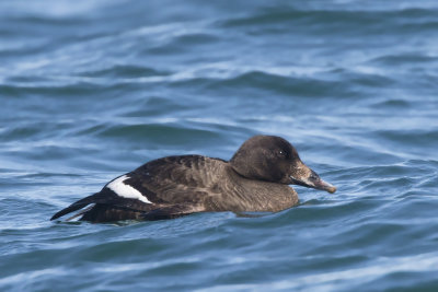 macreuse  ailes blanche - white winged scoter