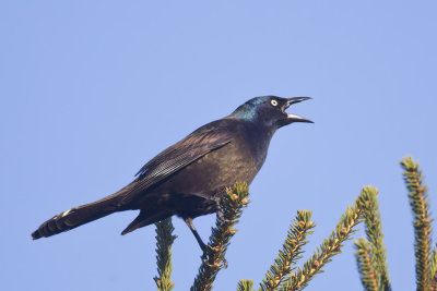 quiscale bronz - common grackle