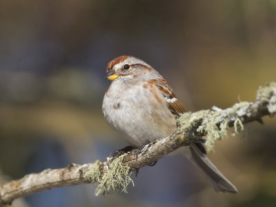 bruant hudsonnien - american tree sparrow