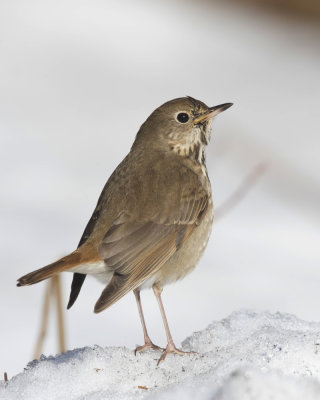 grive solitaire - hermit thrush