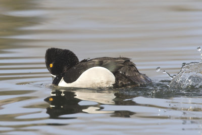fuligule  collier - ring necked scaup