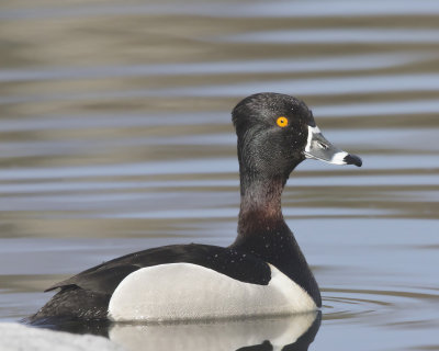 fuligule  collier male  - male ring necked duck