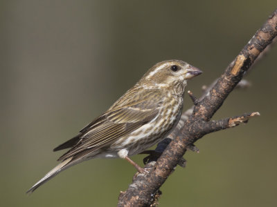 roselin pourpré - purple finch