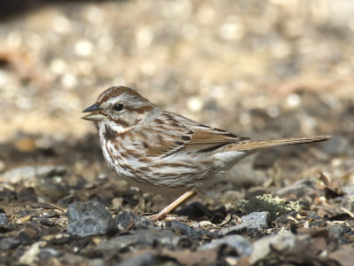 bruant chanteur - song sparrow