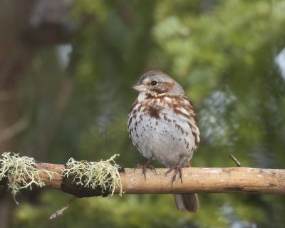 bruant fauve - fox sparrow