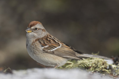 bruant hudsonnien - american tree sparrow