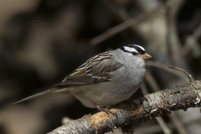 bruant  couronne blanche - white crowned sparrow