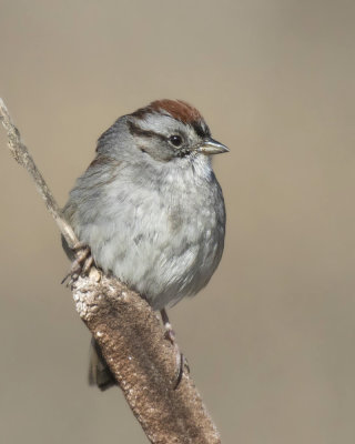 bruant des marais - swamp sparrow