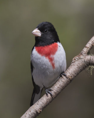 cardinal  poitrine rose - rose reasted grosbeak