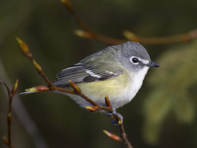 viro  tte bleu - blue headed vireo