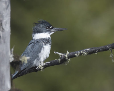 martin pcheur - belted kingfisher