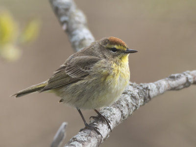 paruline  couronne rousse - palm warbler