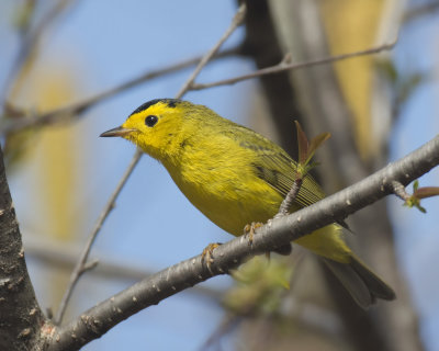 paruline  calotte noire - wilson warbler