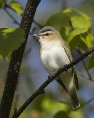 viro aux yeux rouges - red eyed vireo