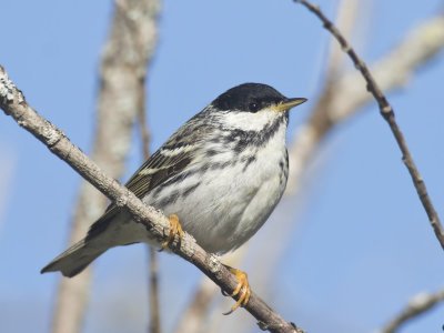 paruline raye - blackpoll warbler