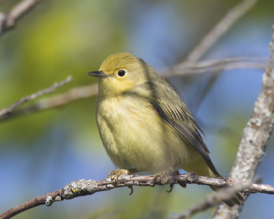 paruline jaune - yellow warbler