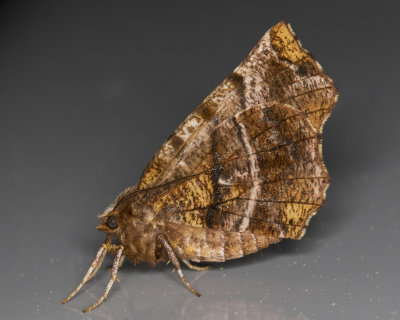 Northern Thorn - Selenia Alciphearia (6817)