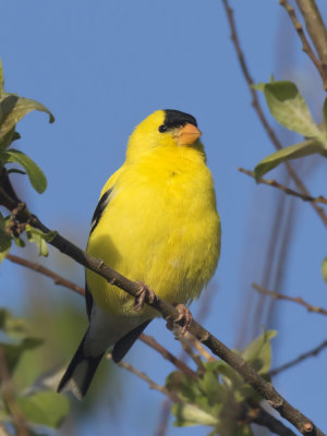 chardonneret jaune - american goldfinch