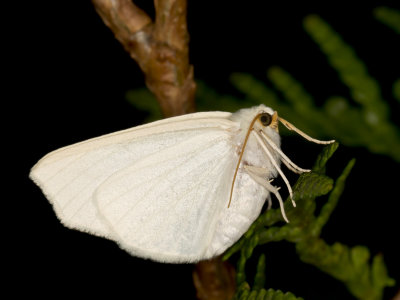 White Spring moth - Lomographa Vestaliata (6667)