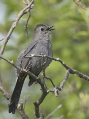 moqueur chat - gray catbird