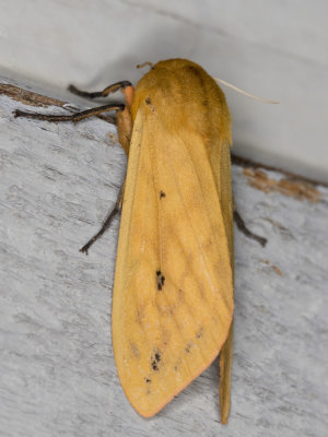 Isabella Tiger Moth - Pyrrharctia Isabella (8129)