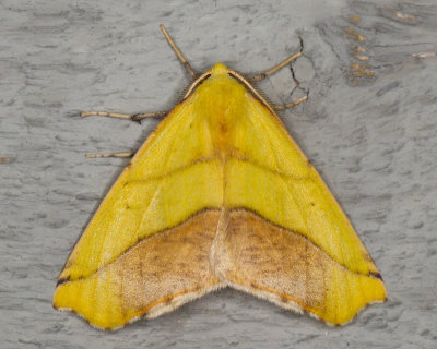 Sharplined Yellow Moth  Sicya macularia (6912)