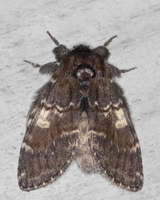 Chocolate prominent - Peridea ferruginea (7921)