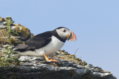 macareux moine - atlantic puffin