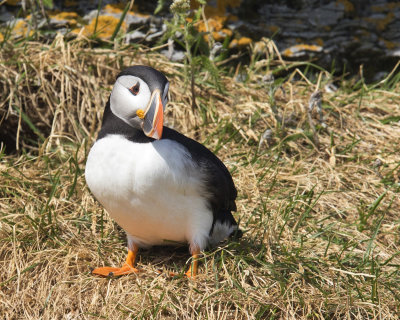 macareux moine - atlantic puffin