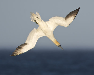fou de bassan - northern gannet