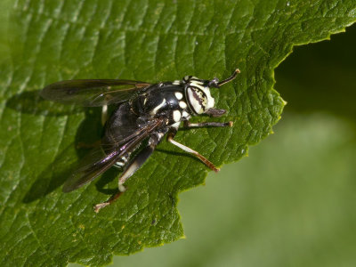 Baldfaced Hornet Fly - Spilomyia fusca
