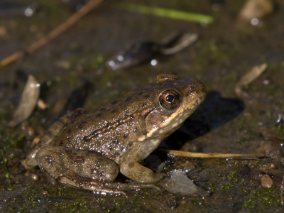 grenouille des bois - wood frog