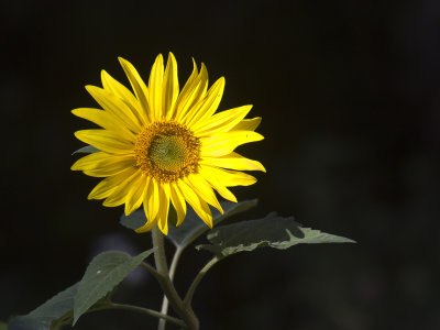 tournesol - sunflower