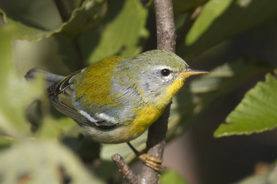 paruline  collier - northern parula