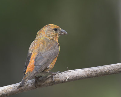 bec crois des sapins - red crossbill