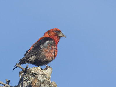 bec-crois bifasci - white winged crossbill