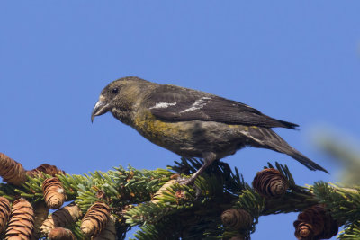 bec-crois bifasci - white winged crossbill