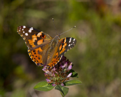 belle dame - painted lady