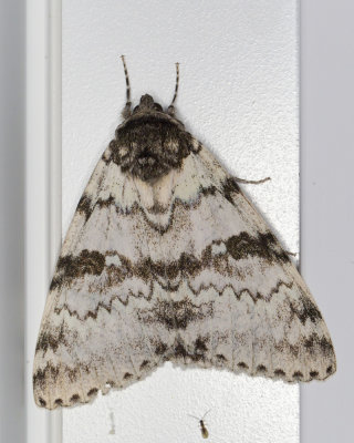 Likene blanche - White Underwing Moth - Catocala relicta (8803)