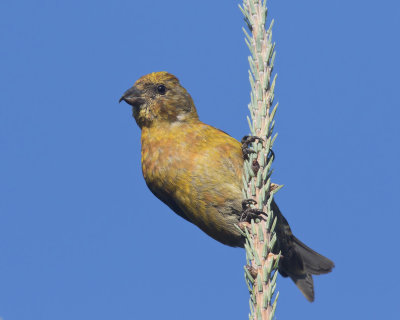 bec crois des sapins - red crossbill