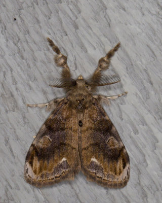 Definite Tussock Moth  Orgyia definita (8314)