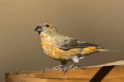 bec crois des sapins - red crossbill