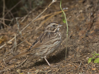 bruant chanteur - song sparrow