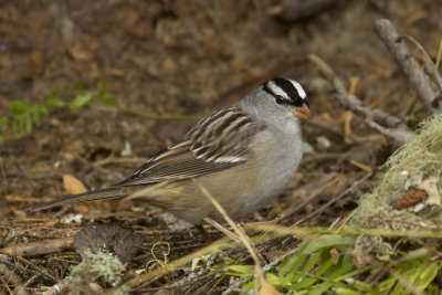 bruant  couronne blanche - white crowned sparrow