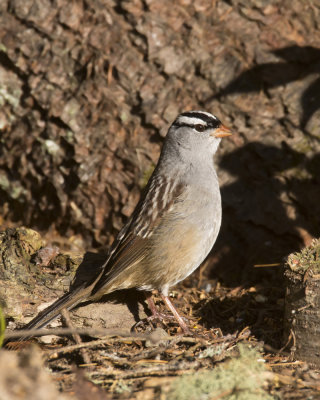 bruant  couronne blanche - white crowned sparrow