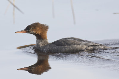 grand harle - common merganser