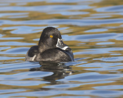 fuligule  collier - ring necked scaup