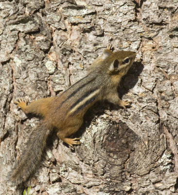 tamias ray - eastern chipmunk