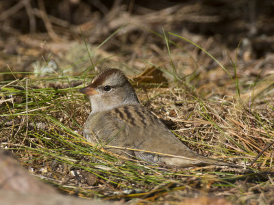 bruant  couronne blanche - white crowned sparrow