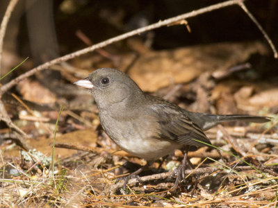junco adoisé - black eyed junco